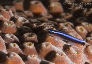 Litle fish in Coral, Veracruz Mexico by Alejandro Topete 